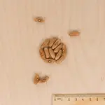 Légumes Secs - Haricot Grimpant Violet Mélissa - 5 m - MEDIA_3D